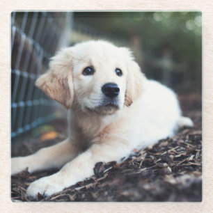 Labrador puppy play in de tuin glazen onderzetter