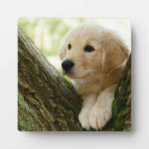 Labrador Puppy Sitting in een bosgebied Fotoplaat