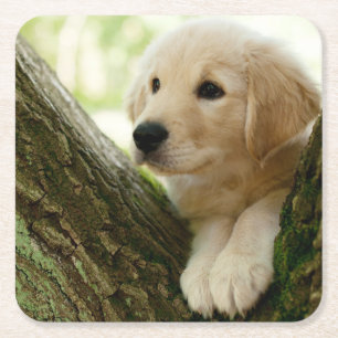 Labrador Puppy Sitting in een bosgebied Vierkante Kartonnen Onderzetter