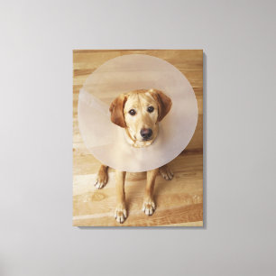 Labrador rekijver met kuit rond zijn nek canvas afdruk