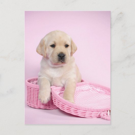 Labrador rekwalvis op roze achtergrond briefkaart (Voorkant)