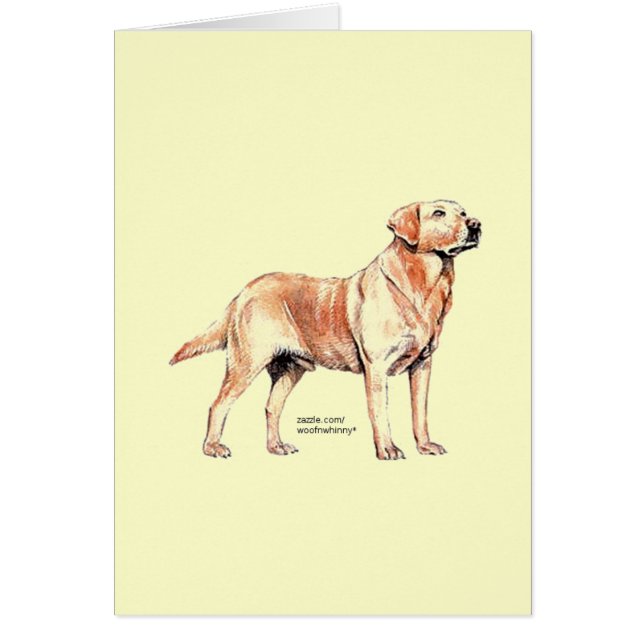 Labrador Retriever (Voorkant)