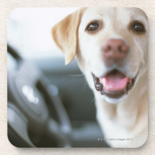 Labrador Retriever Bier Onderzetter