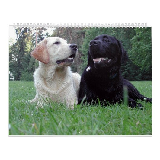 Labrador Retriever Calender Kalender (Hoes)