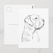 Labrador Retriever calme Carte postale (Devant / Derrière)