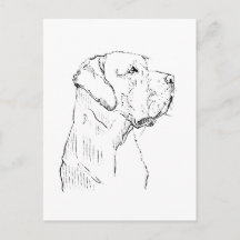 Labrador Retriever calme Carte postale