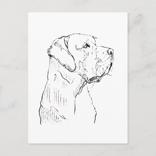 Labrador Retriever calme Carte postale (Devant)