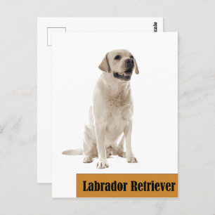 Labrador Retriever Chien photo Carte postale