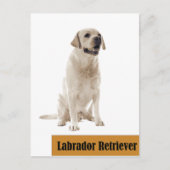 Labrador Retriever Chien photo Carte postale (Devant)
