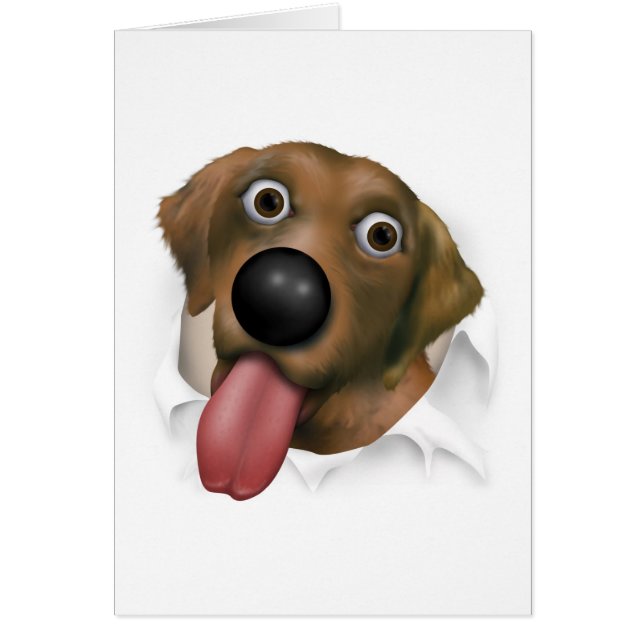 Labrador retriever (chocolat) éclatant (Devant)
