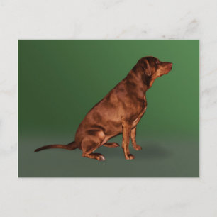 Labrador Retriever Dog Briefkaart