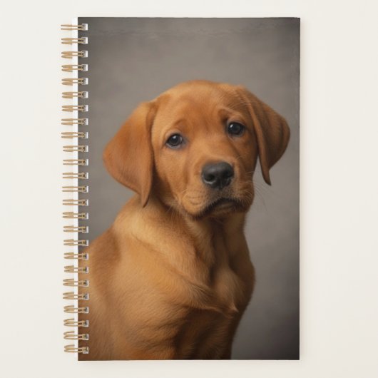 Labrador Retriever Fox Red (Devant)