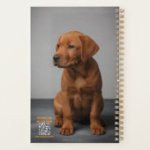 Labrador Retriever Fox Red (Dos)