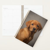 Labrador Retriever Fox Red (Devant avec enveloppe)