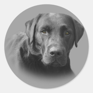 Labrador Retriever Geweldige Sticker
