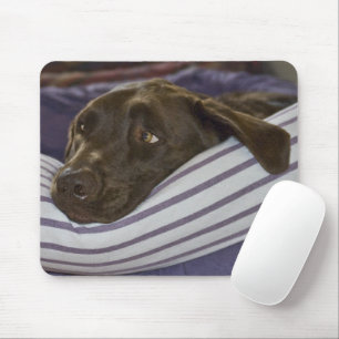 Labrador Retriever in bed Muismat