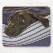 Labrador Retriever in bed Muismat (Voorkant)