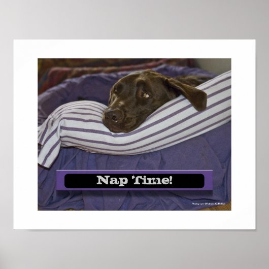 Labrador Retriever in Bed Poster (Voorkant)