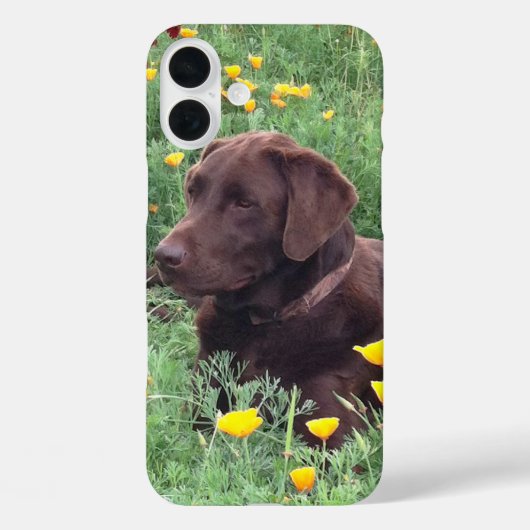 Labrador Retriever in Natuur close-up foto Case-Mate iPhone Case (Achterkant)