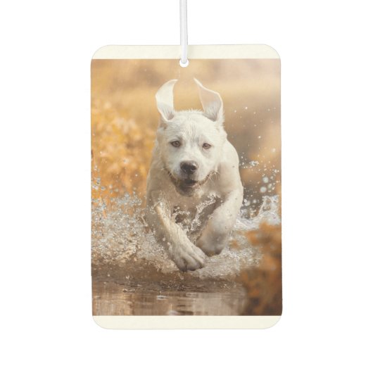Labrador Retriever in River Air Freshener Luchtverfrisser (Voorkant)