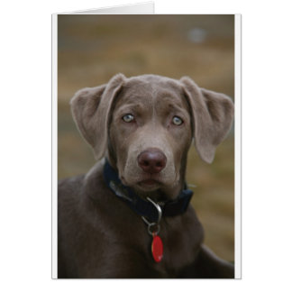 Labrador Retriever in zeldzame lichte zilver