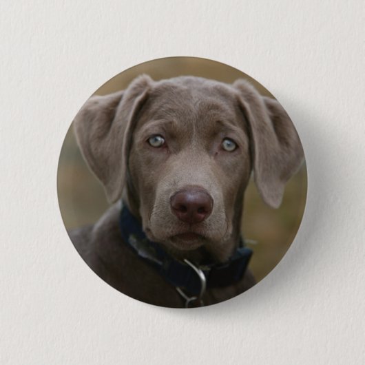 Labrador Retriever in zeldzame lichte zilver Ronde Button 5,7 Cm (Voorkant)