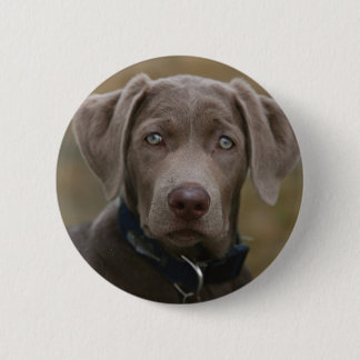 Labrador Retriever in zeldzame lichte zilver Ronde Button 5,7 Cm