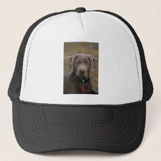 Labrador Retriever in zeldzame lichte zilver Trucker Pet
