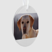 labrador retriever jaune (devant)