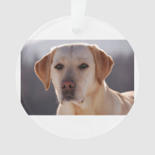 labrador retriever jaune