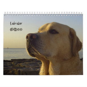Labrador Retriever kalender 2011