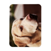 Labrador Retriever Magneet (Verticaal)