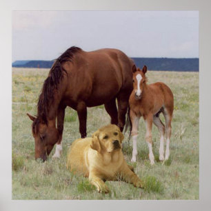 Labrador Retriever met Poster voor paarden