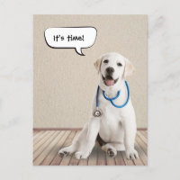 labrador retriever met stethoscoop