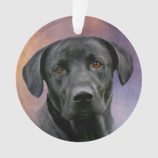 Labrador retriever noir