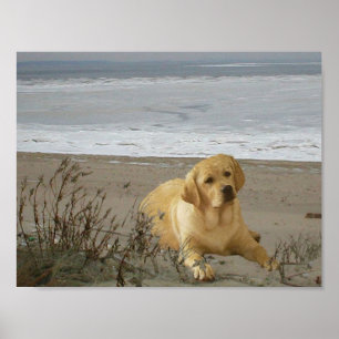 Labrador Retriever on the beach Poster