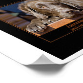 Labrador Retriever Poster (Hoek)