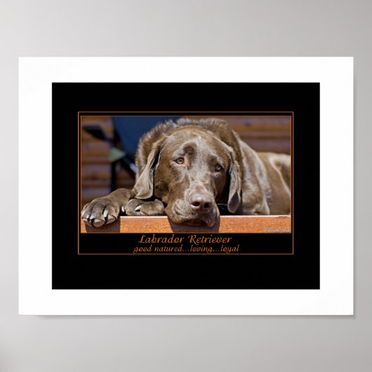 Labrador Retriever Poster (Voorkant)