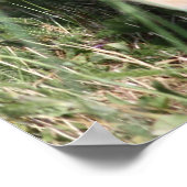 Labrador Retriever Poster (Hoek)