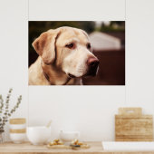 Labrador Retriever Poster (Keuken)
