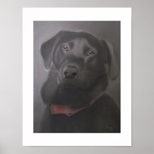 Labrador Retriever — Prachtige 11x14 Poster