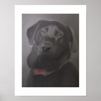 Labrador Retriever — Prachtige 11x14 Poster