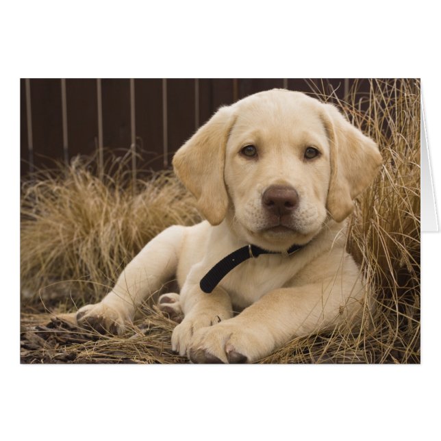 Labrador Retriever pup (Voorkant Horizontaal)