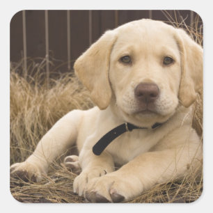 Labrador Retriever pup Vierkante Sticker
