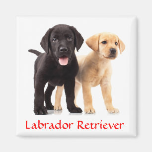 Labrador Retriever Puppies Koelkastmagneet Magneet