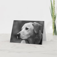 Labrador Retriever Puppy Blank Note Card