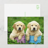 Labrador Retriever Puppy Dog Briefkaart (Voorkant / Achterkant)
