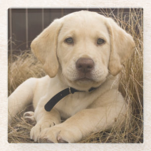 Labrador Retriever puppy Glazen Onderzetter