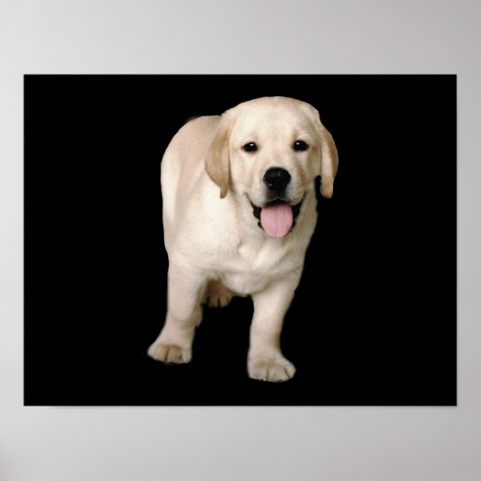 Labrador Retriever Puppy Print (Voorkant)