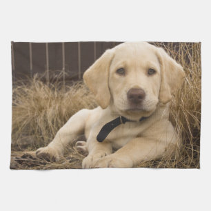 Labrador Retriever puppy Theedoek